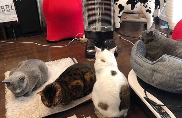 ストーブの前に集まる猫