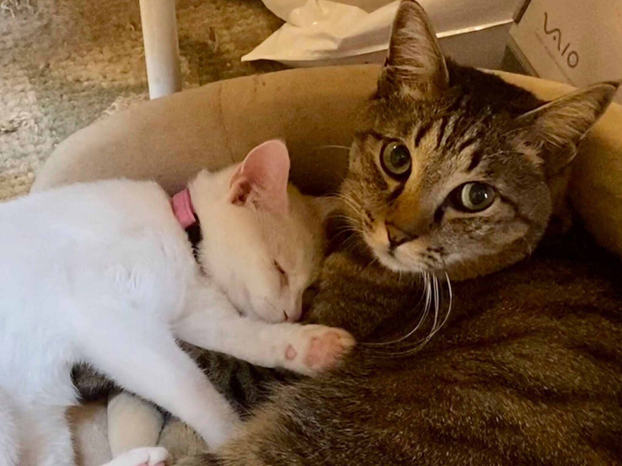 ミィくんに寄り添って眠る虹来ちゃん