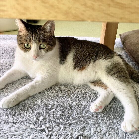 茶×白の五郎くん