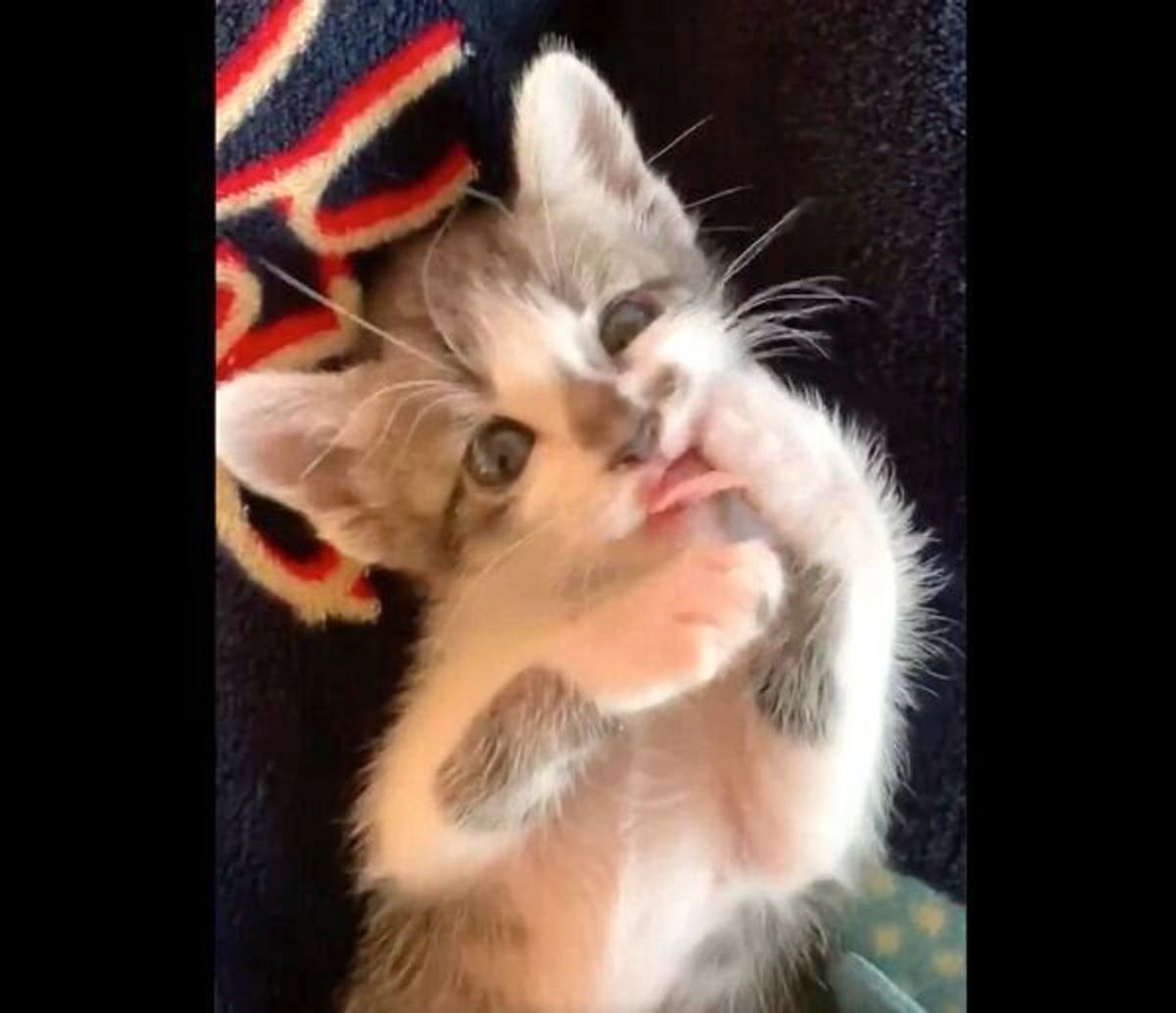 尊いとはこういうことか 前足をペロペロなめる子猫が反則的に可愛い ねこのきもちweb Magazine 尊いとはこういうことか 前足をペロペロなめる子猫が反則的に可愛い ねこのきもちweb Magazine