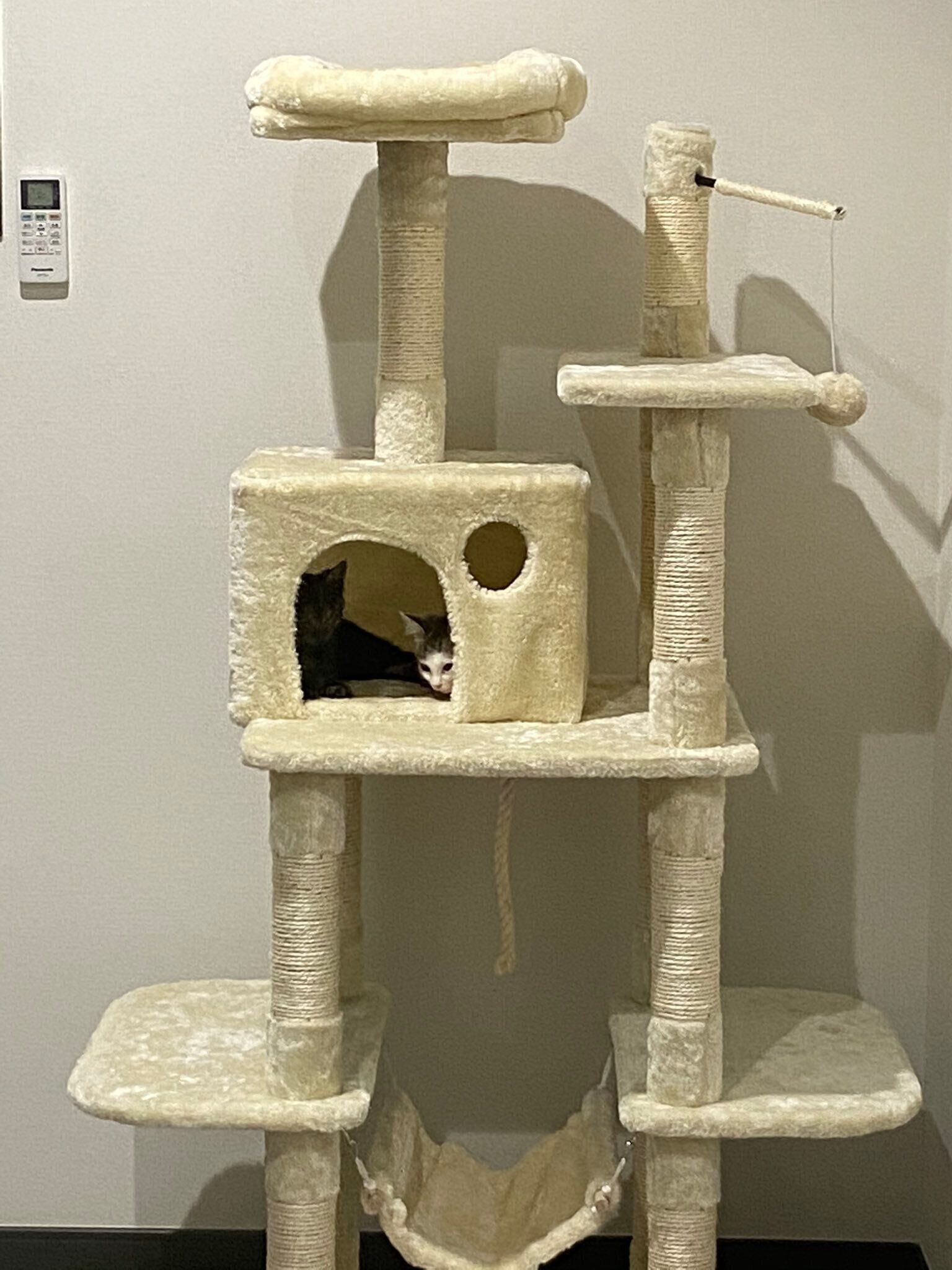 プレゼントのキャットタワー