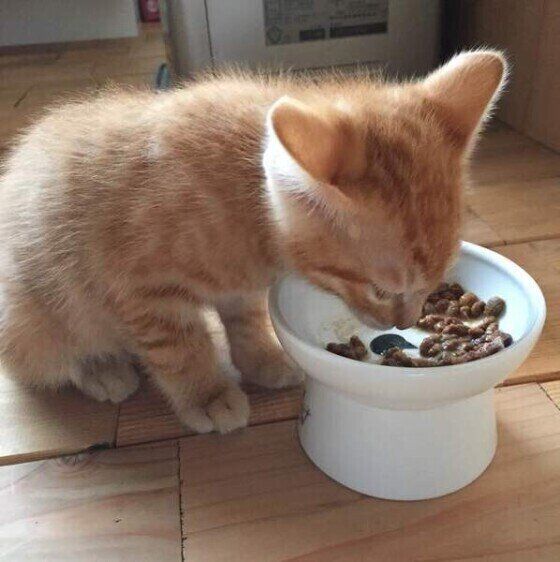 ごはんを食べる猫