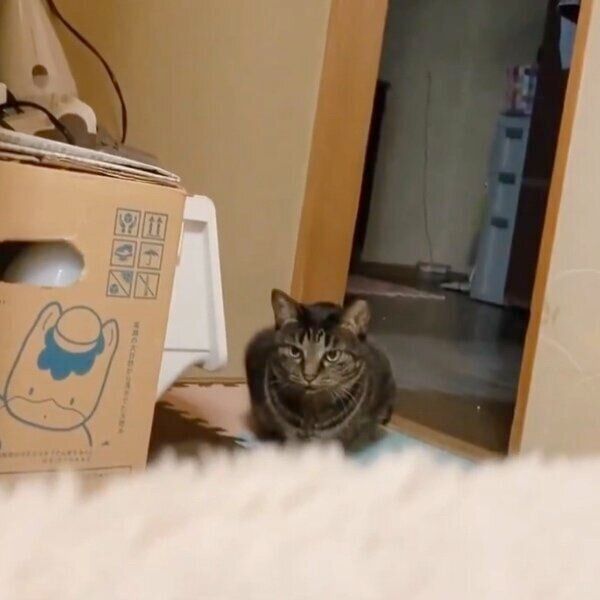 飼い主さんと遊ぶよもぎくん