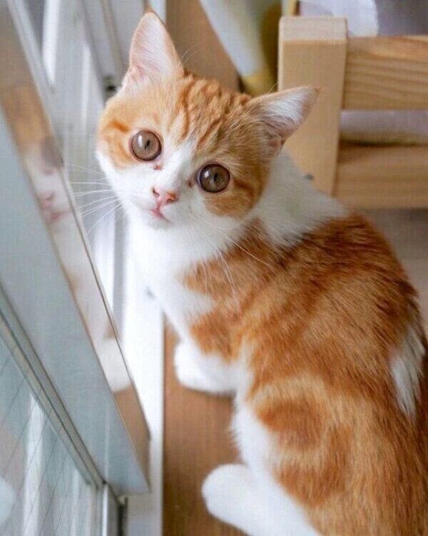 見つめるモチさん