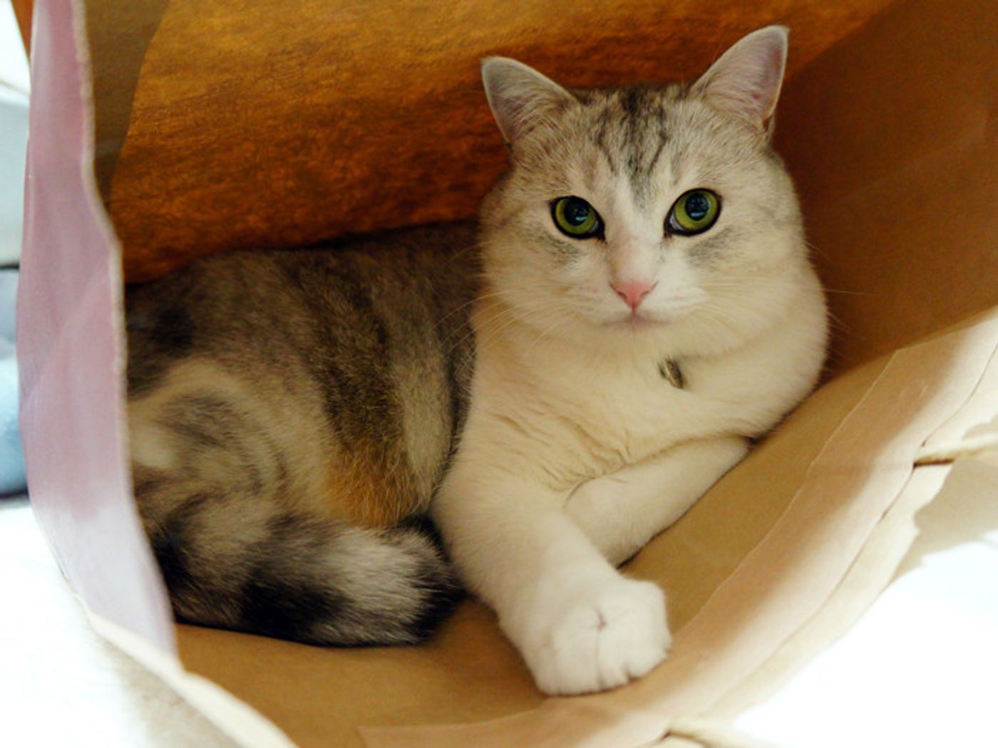 警戒心の強さって猫によってだいぶ違うんです 本日もねこ晴れなりvol 163 ねこのきもちweb Magazine 警戒心の強さって猫によってだいぶ違うんです 本日もねこ晴れなりvol 163 ねこのきもちweb Magazine