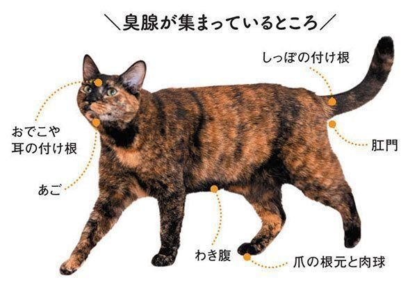 猫の臭腺