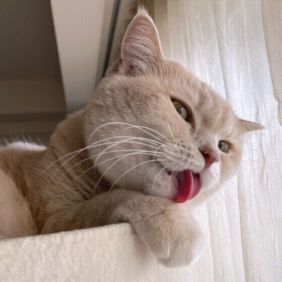 キャットタワーでくつろぐマンチカン