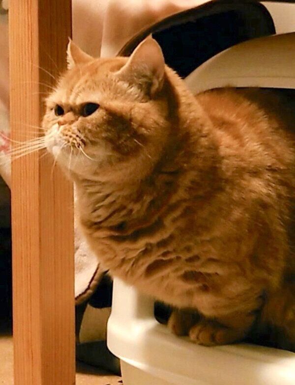 踏ん張る茶太郎くん