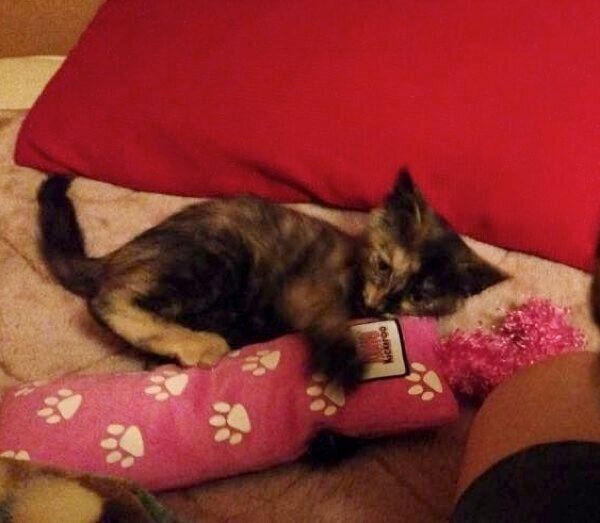 子猫時代のしじみちゃん