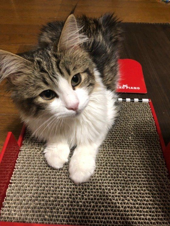 爪とぎ中のノルウェージャンフォレストキャット