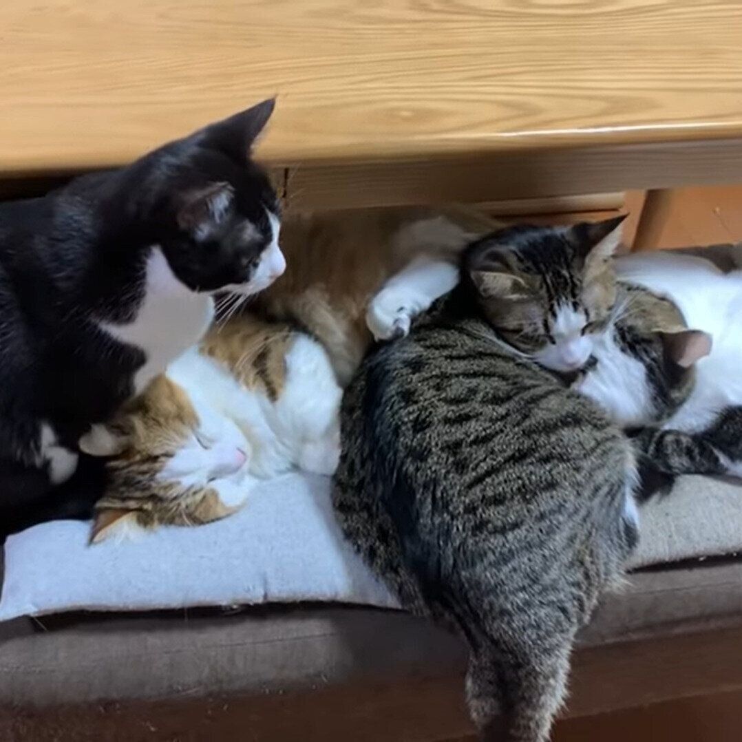 混ざりたいひまわりちゃん