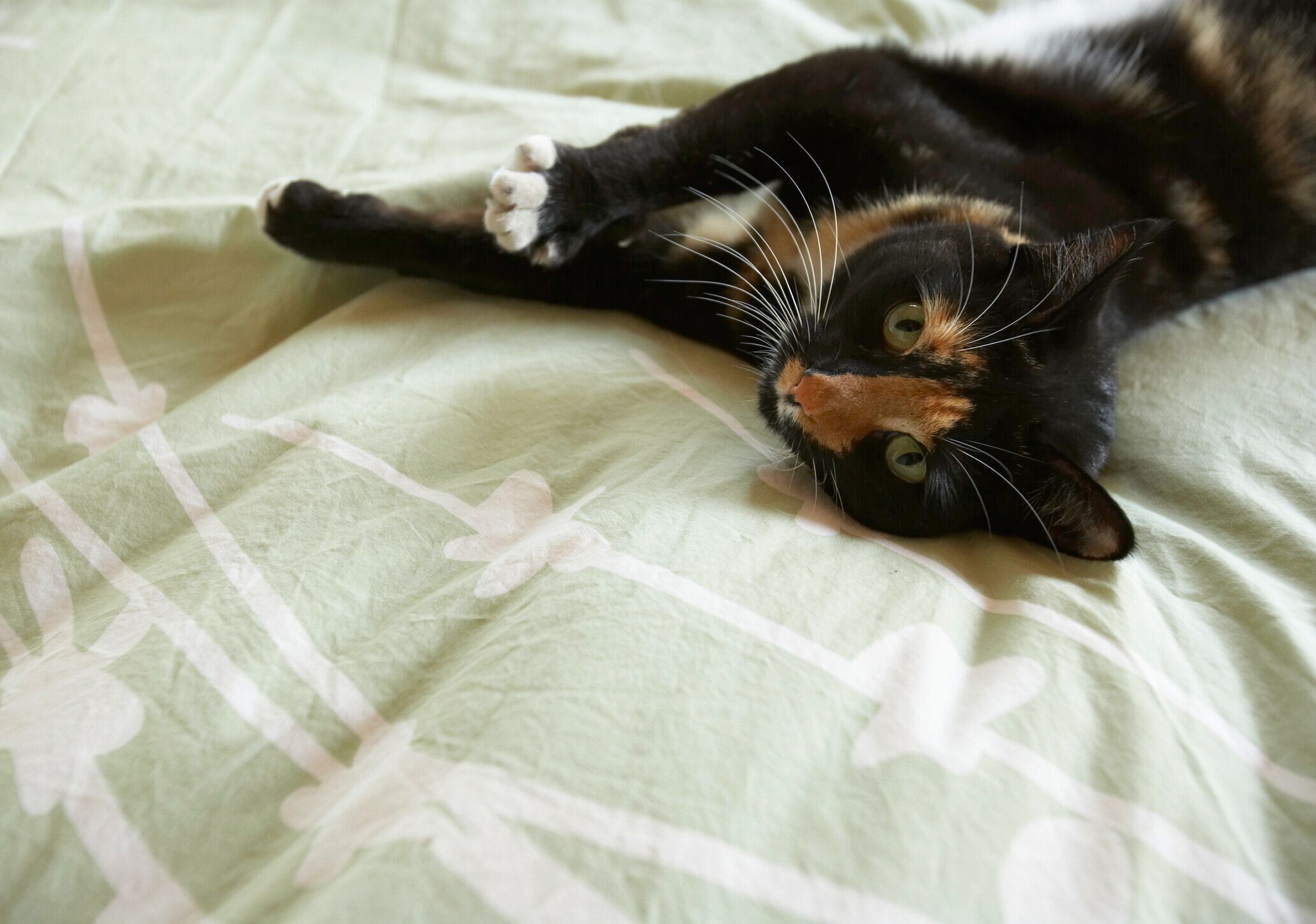 寝転びながら見上げる猫