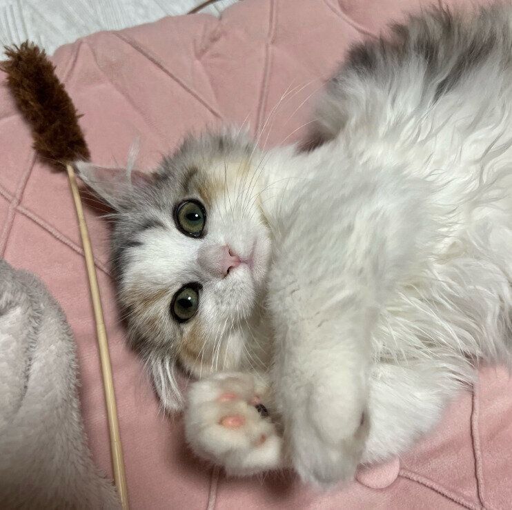 生後3～4カ月頃の猫