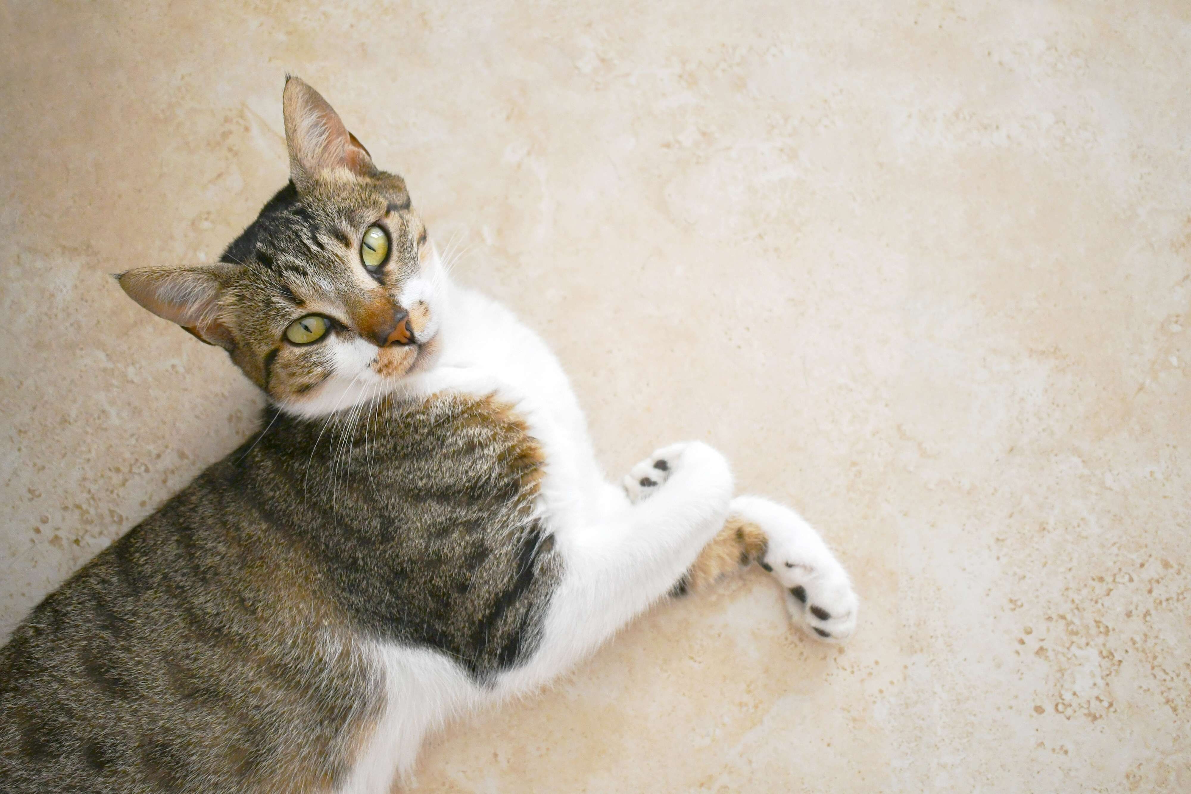 寝転がる猫