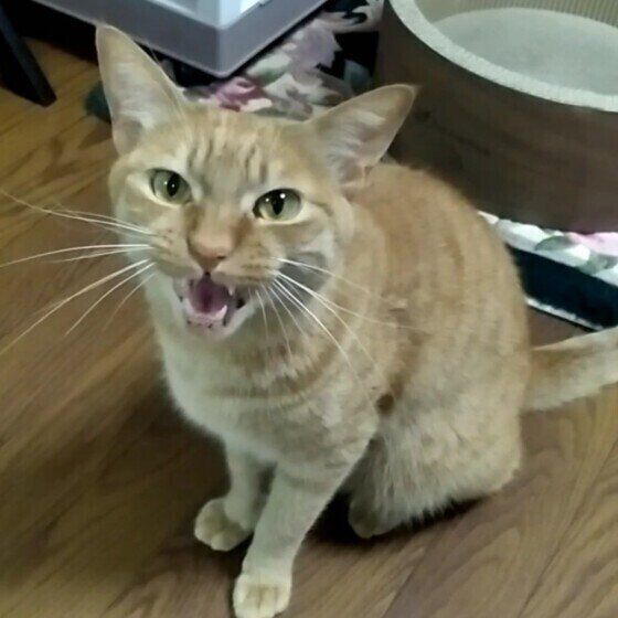 お留守番後によく鳴く茶トラ猫
