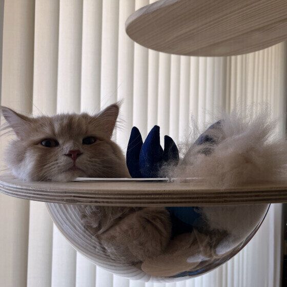 サイベリアンのモルトくん