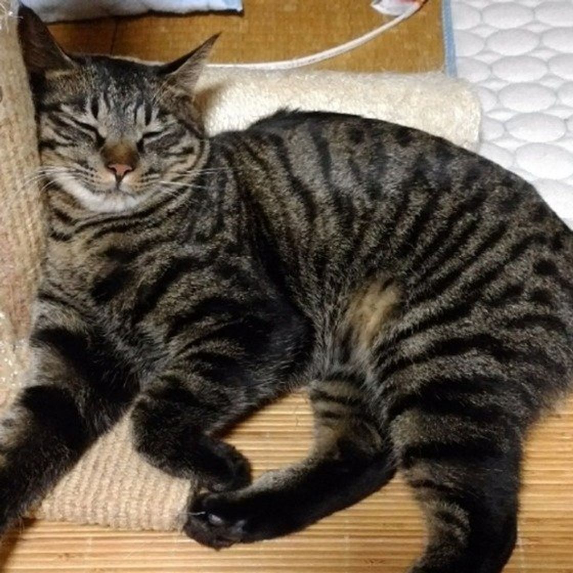 キレイな しま模様 が特徴 キジトラ 茶トラ サバトラって ねこのきもちweb Magazine キレイな しま模様 が特徴 キジトラ 茶トラ サバトラって ねこのきもちweb Magazine