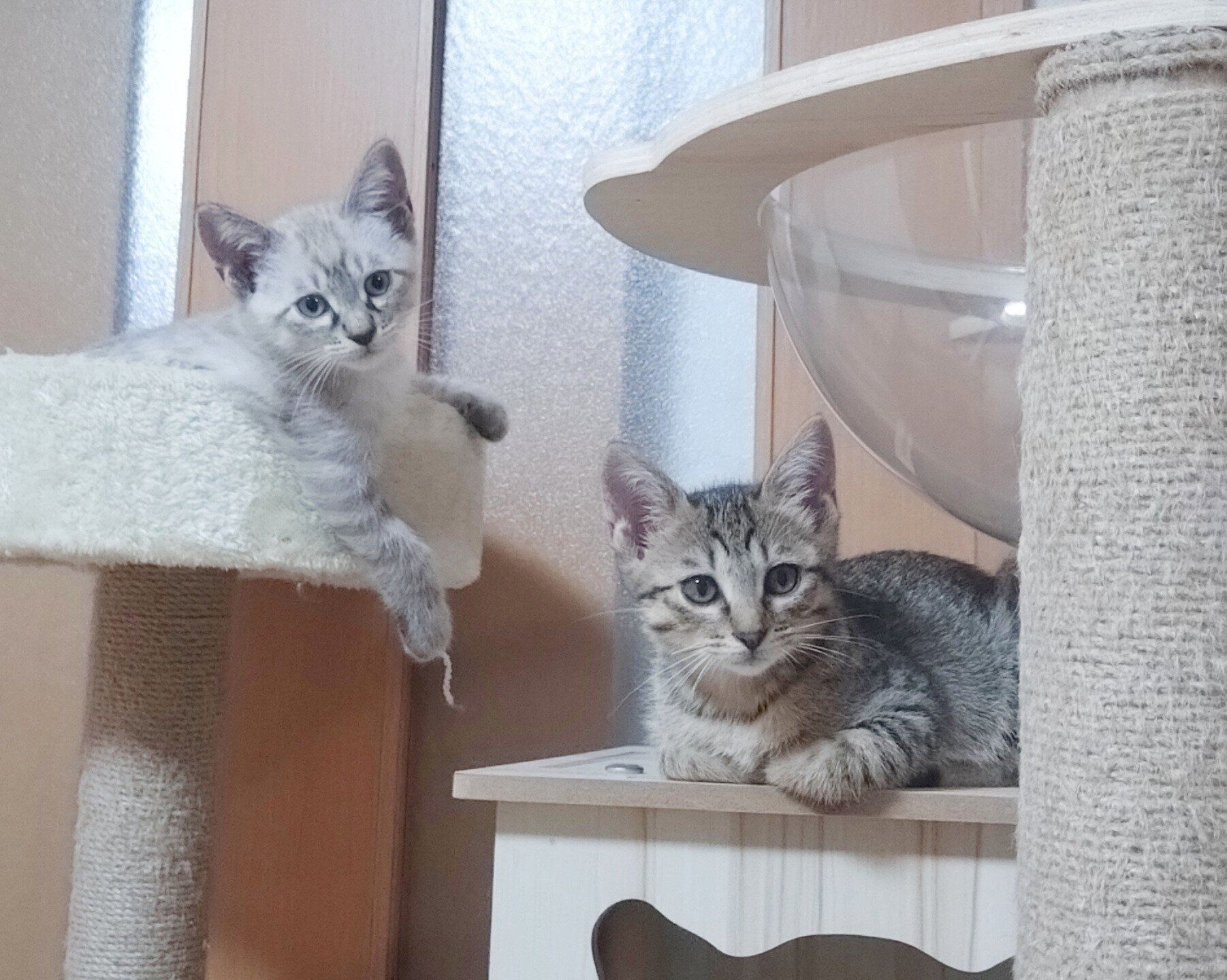 お迎えして少し経ったころの2匹