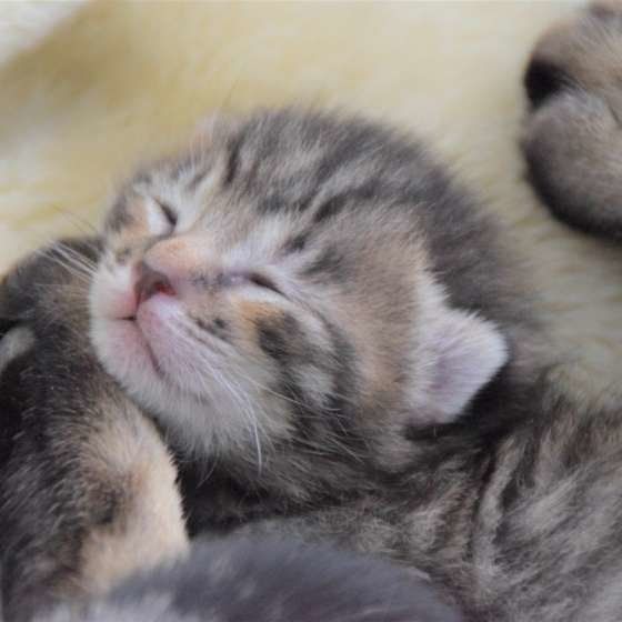 MIX・がんちゃんくん・赤ちゃん時代