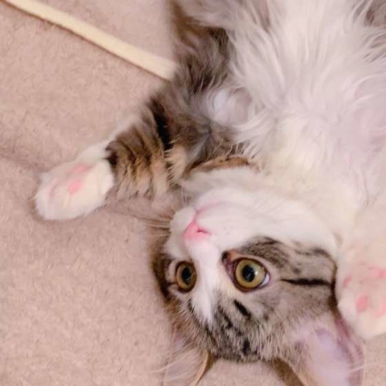 寝転がるマンチカン