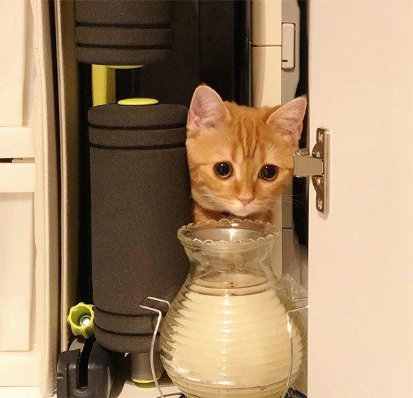 茶トラのhanaちゃん