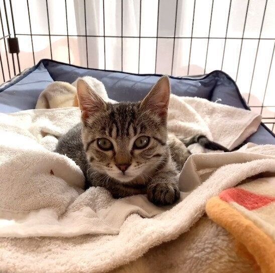 眠そうなあんずちゃん