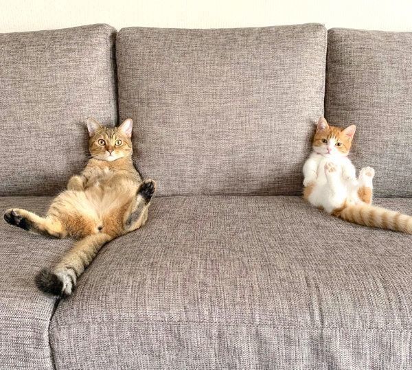 くつろぎ方がシンクロするマンチカン