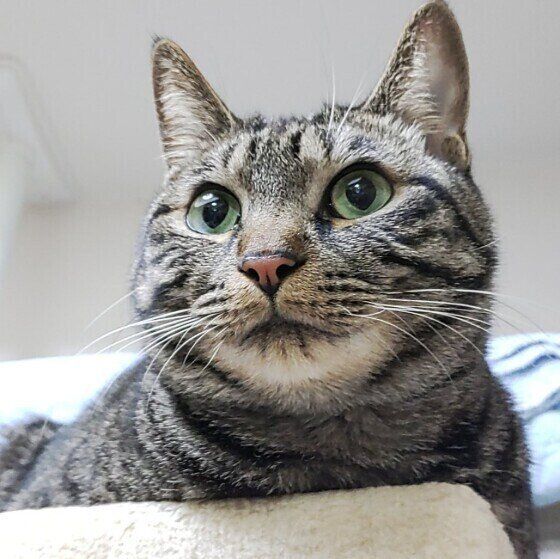 ハロくん（MIX）