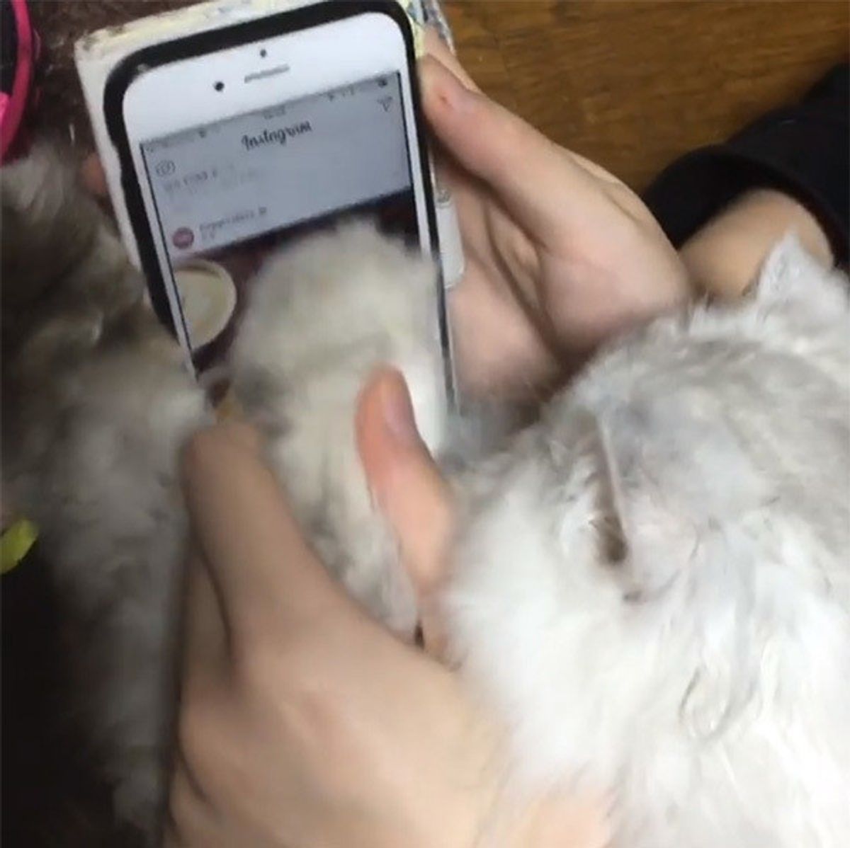 猫の肉球でスマホは動くのか 検証してみた結果は ねこのきもちweb Magazine 猫の肉球でスマホは動くのか 検証してみた結果は ねこのきもちweb Magazine