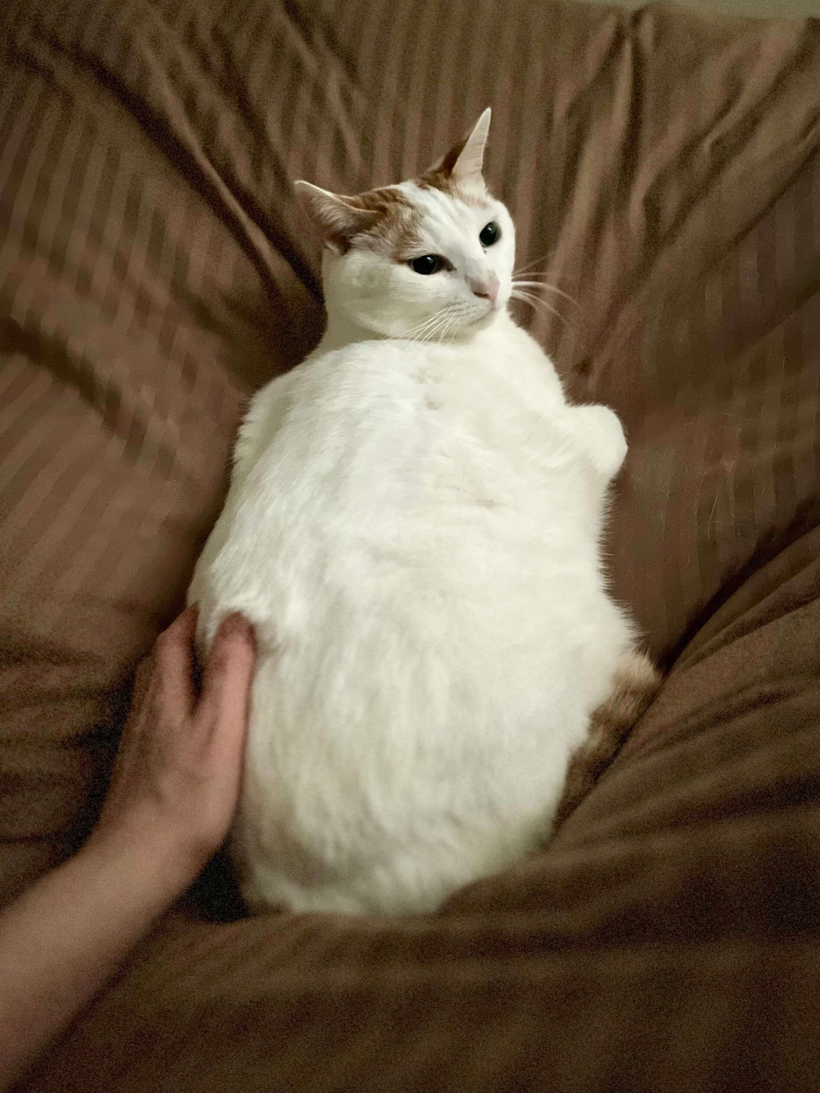 布団の上でくつろぐ猫