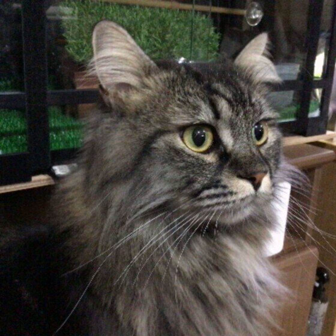 サイベリアンの特徴と飼い方 可愛い画像いっぱい ねこのきもち 猫図鑑 ねこのきもちweb Magazine サイベリアンの特徴と飼い方 可愛い画像いっぱい ねこのきもち 猫図鑑 ねこのきもちweb Magazine