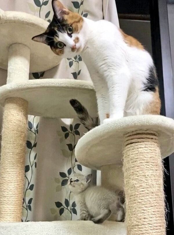 キャットタワーに登るつむぎちゃん、こむぎちゃん