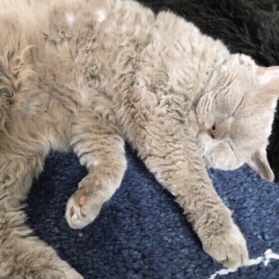 セルカーク・レックスのFIKAくん