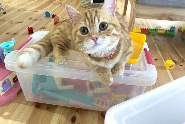 おもちゃ箱の上に乗るぷてぃこちゃん