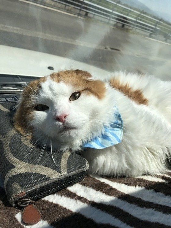 キャリーも好きだけど、1番好きなのは車のダッシュボードの上❤️(^_^*) パパの財布を枕に日向ボッコ最高（≧∇≦）笑