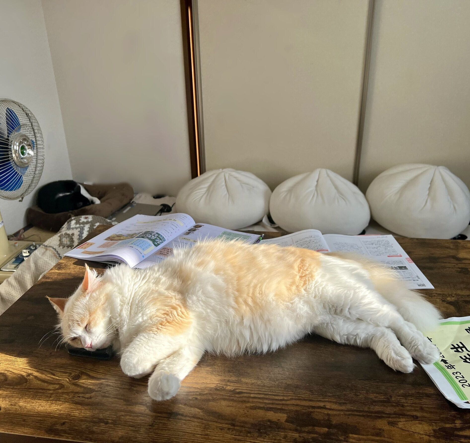 机の上で眠るいなりくん