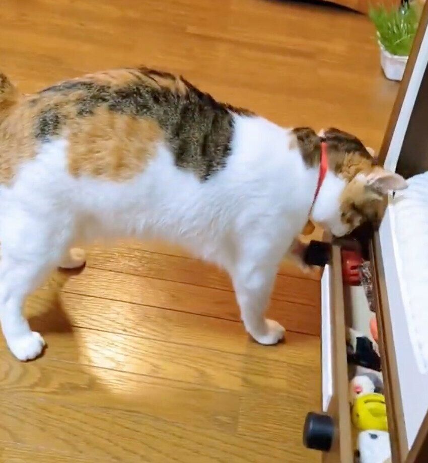 おもちゃを取り出すテンちゃん