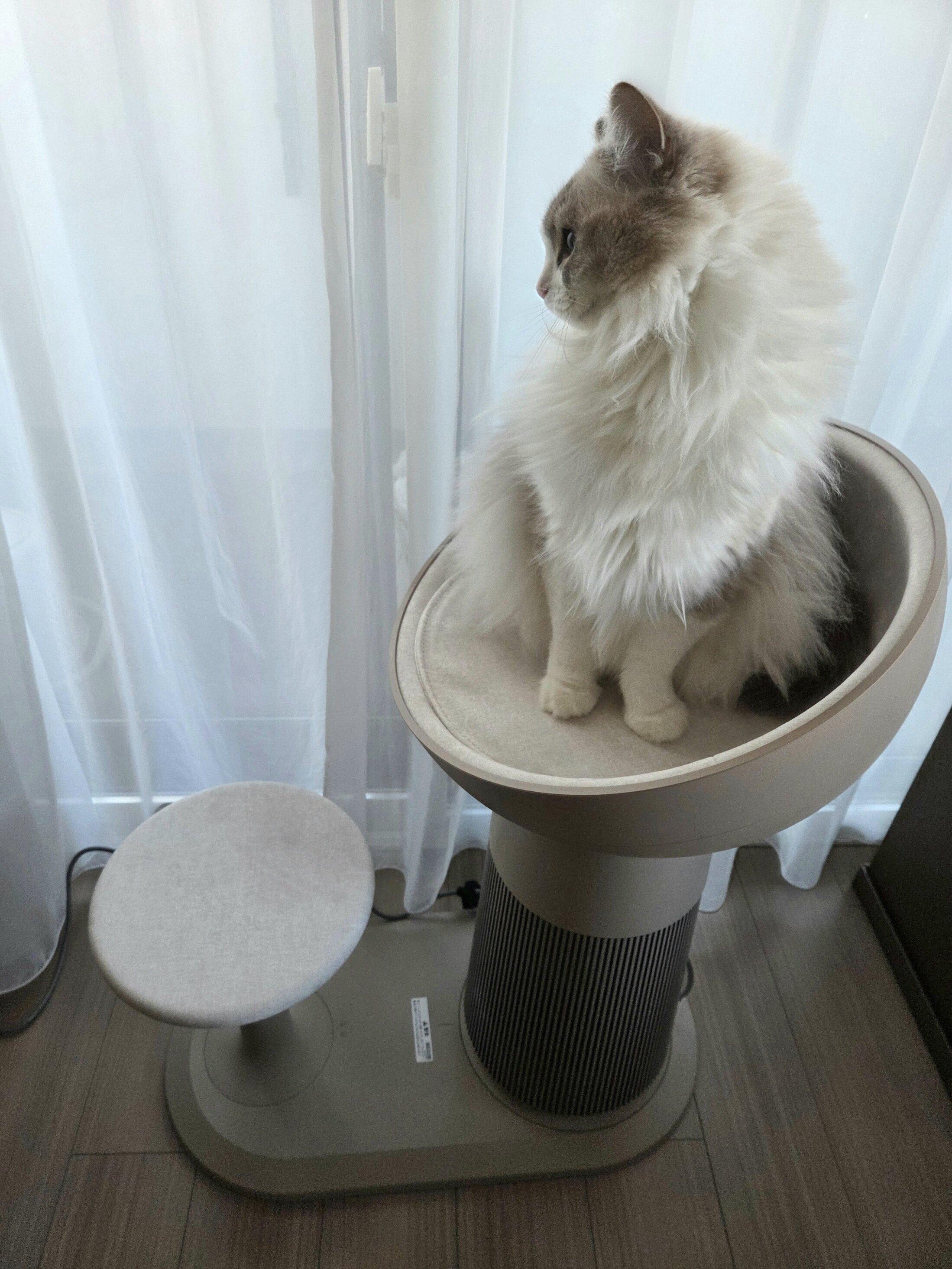 試したのはスタッフMと愛猫のサラ（メス・５才／ラグドール）