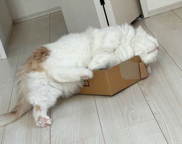 段ボールからはみ出るらみゃくん