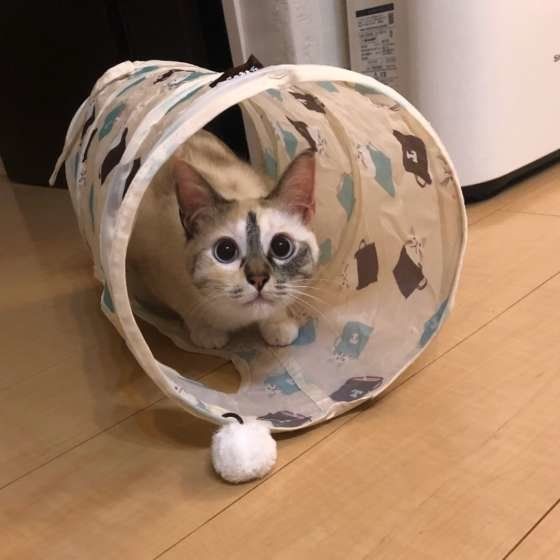 おもちゃのトンネルに大興奮している猫