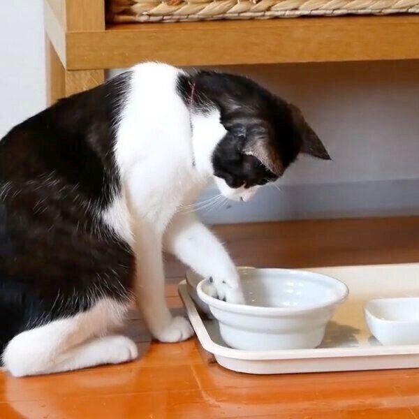 刑事ドラマのワンシーンのように水を飲むグランくん
