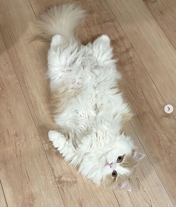 ヘソ天するこむぎくん