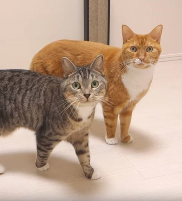 よく鳴く2匹の猫