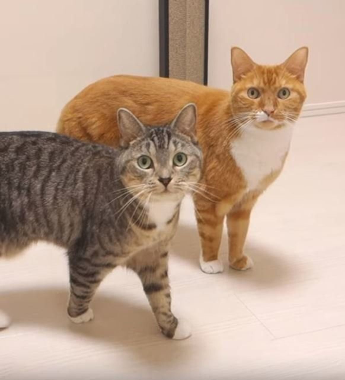 猫 おなかすいたときの鳴き声 Youtube