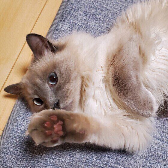 ロシアンブルーのブルーくん