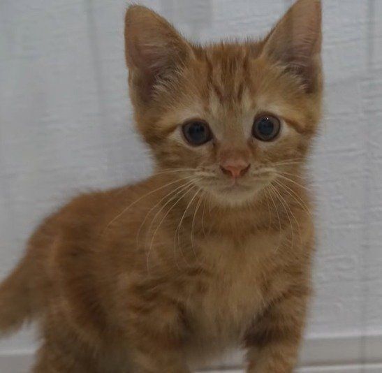 かわいい子猫のレイくん