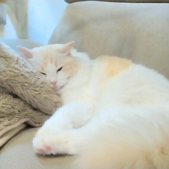 ソファーで眠るラグドール