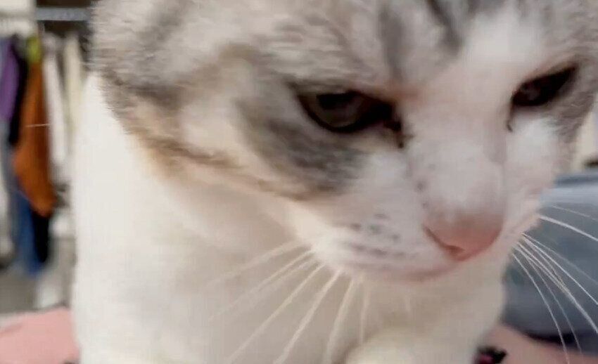 飼い主さんの体の上に乗るとうふちゃん