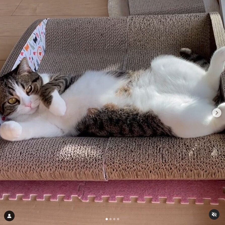 ソファー型爪とぎに寝転がる猫