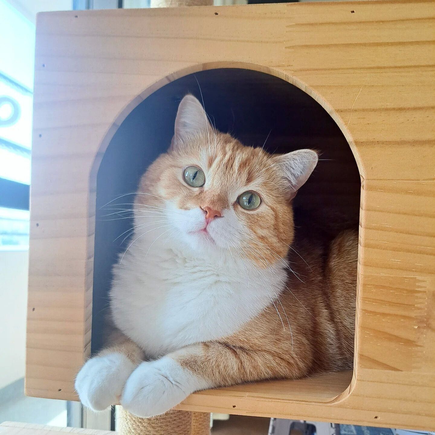 キャットタワーの中に座るミヌエット